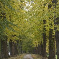 Havezathe Mensinge